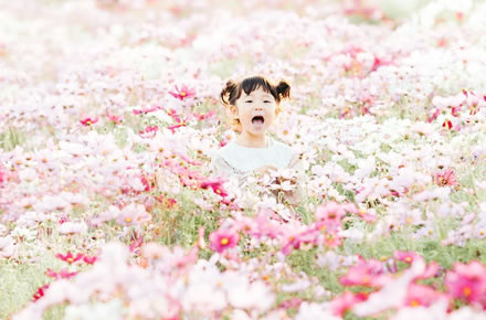 画像：コスモス